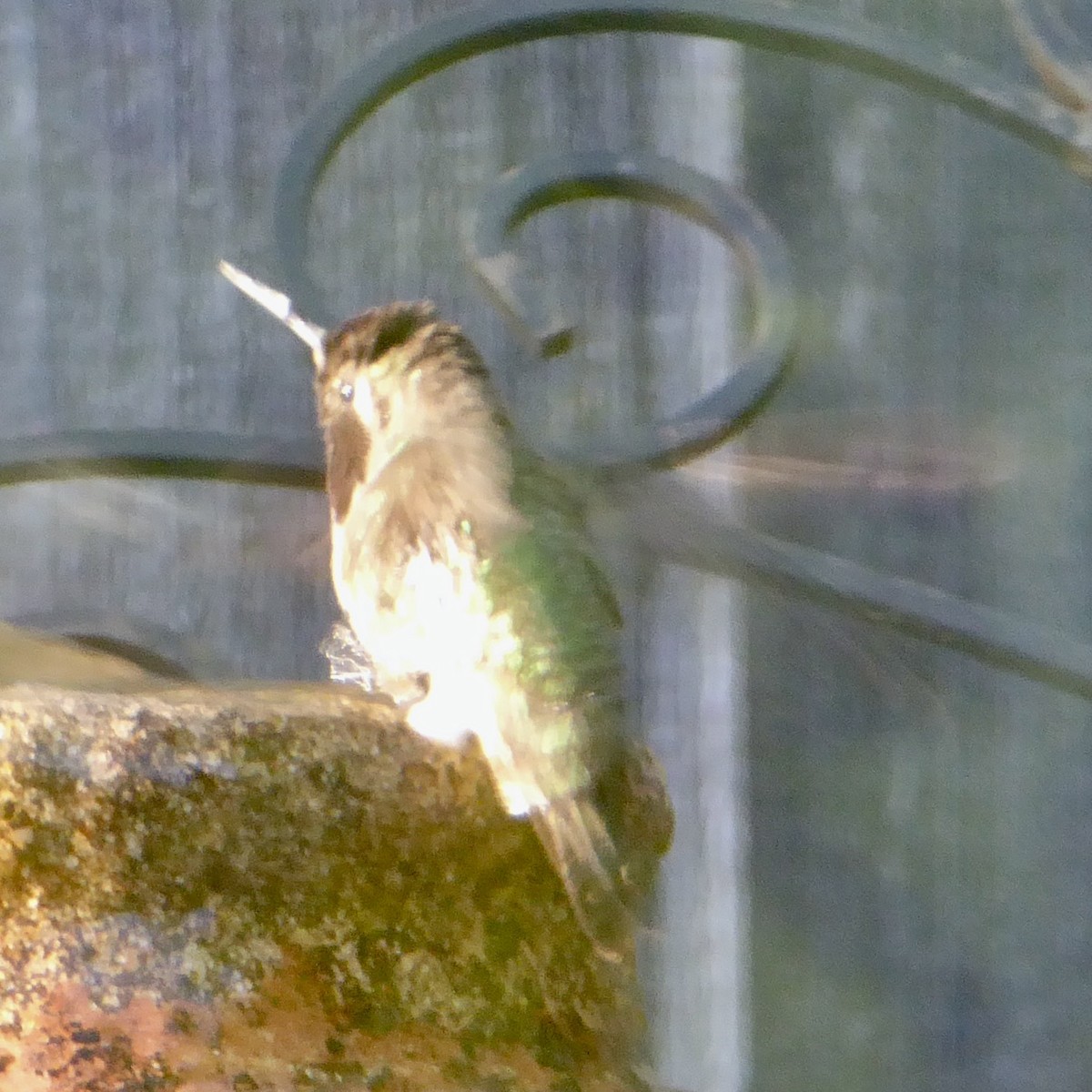 Anna's Hummingbird - ML618683200