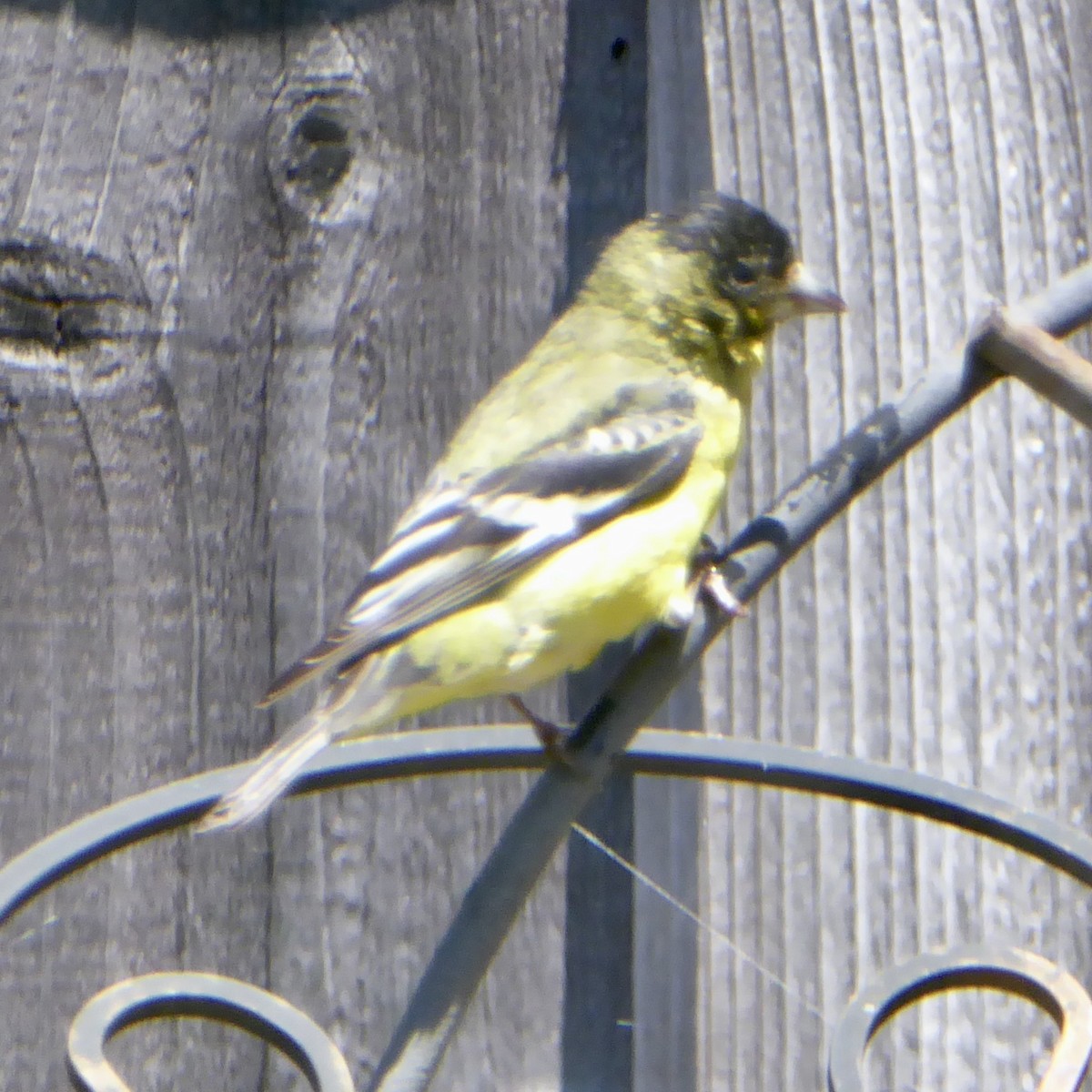 Lesser Goldfinch - Anonymous