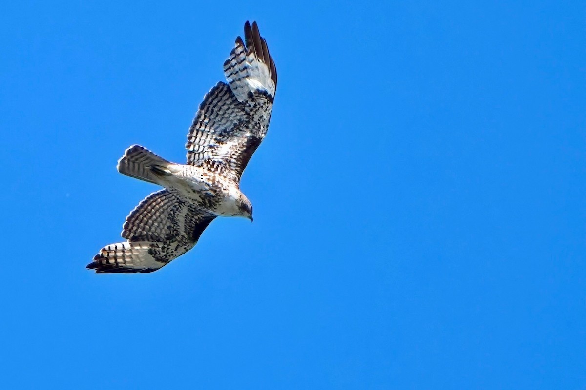 Red-tailed Hawk - ML618683213