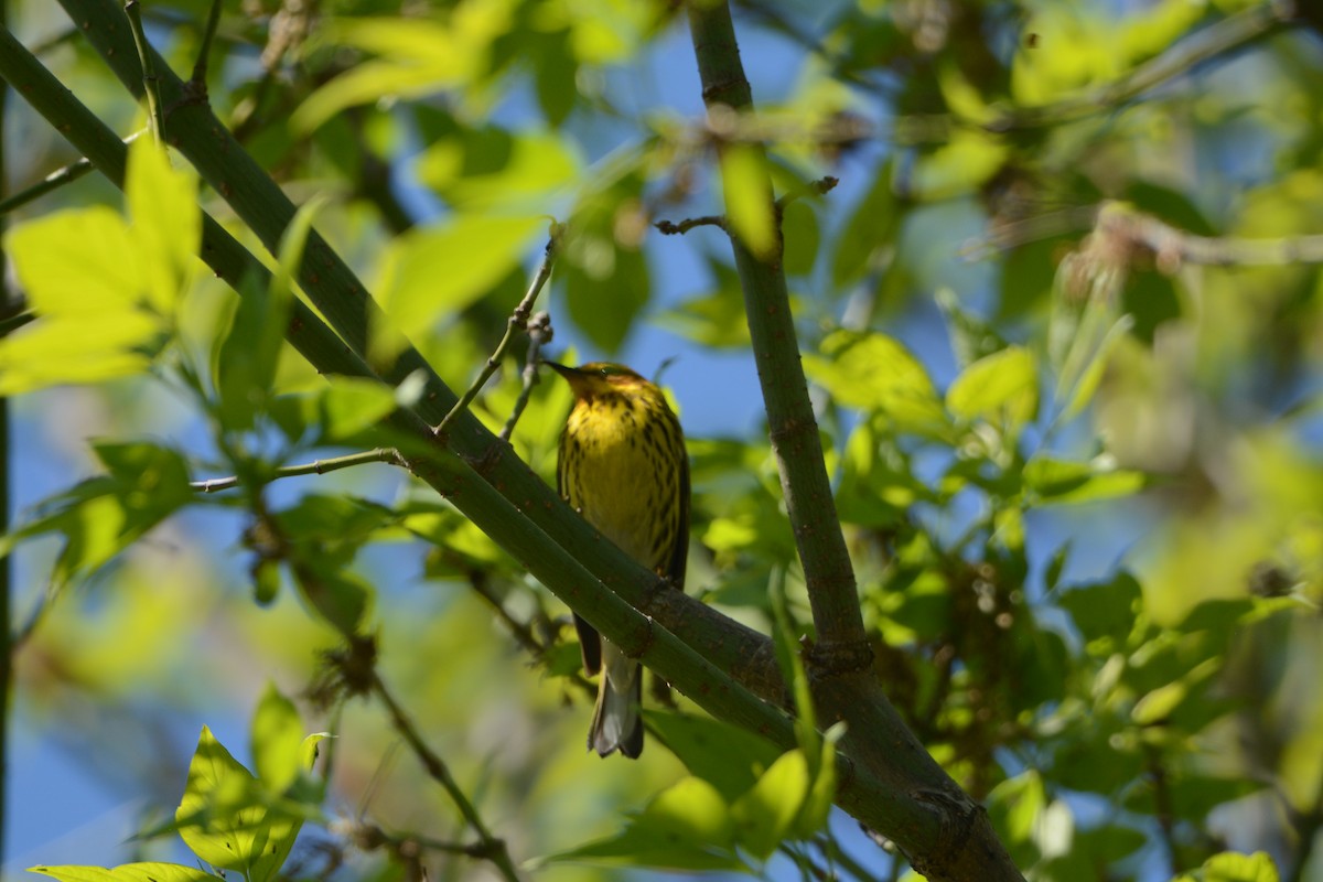 Cape May Warbler - ML618683217