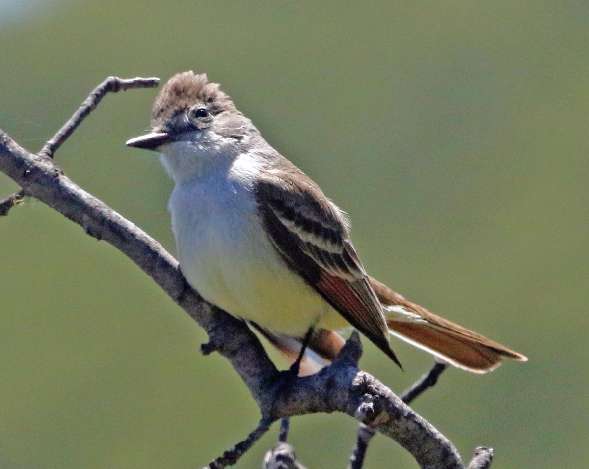 Ash-throated Flycatcher - Don Roberson