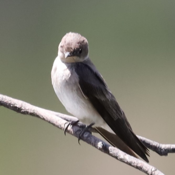 Northern Rough-winged Swallow - ML618683295