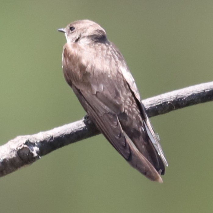 Northern Rough-winged Swallow - ML618683300