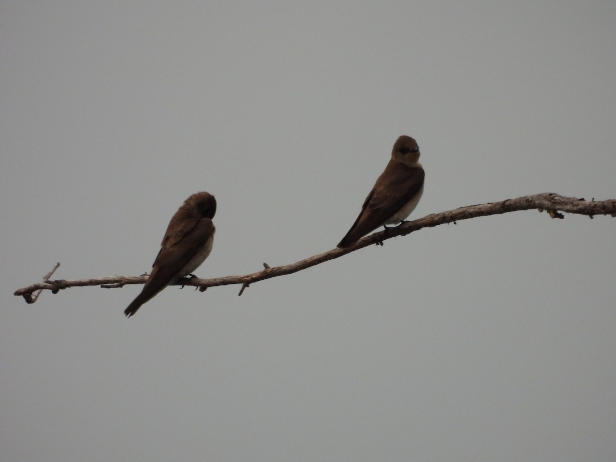 Northern Rough-winged Swallow - ML618683329