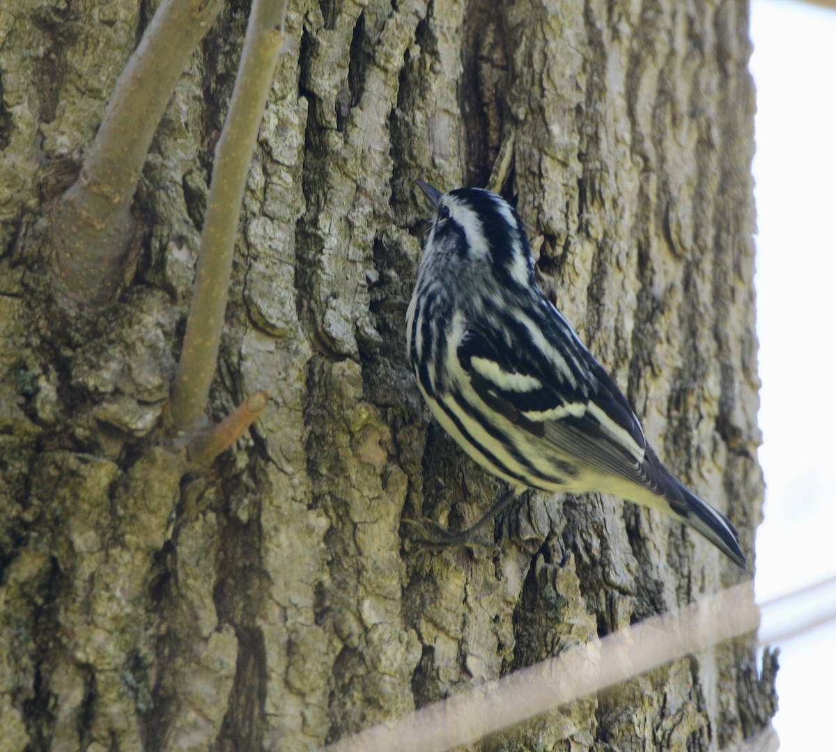 Black-and-white Warbler - ML618683332