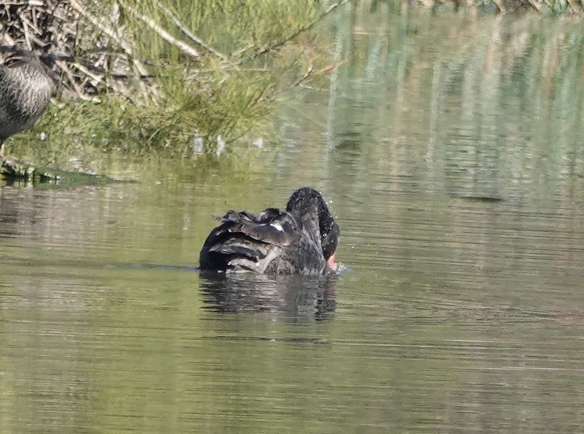Black Swan - john cull