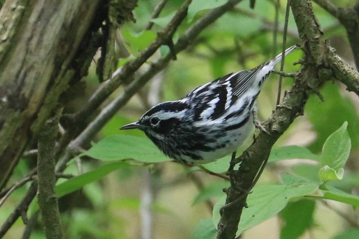 Black-and-white Warbler - ML618683430