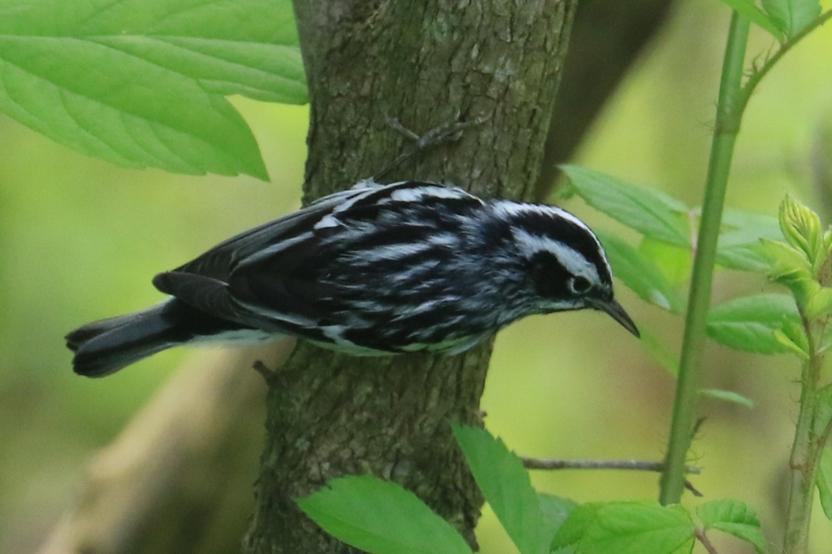 Black-and-white Warbler - ML618683431