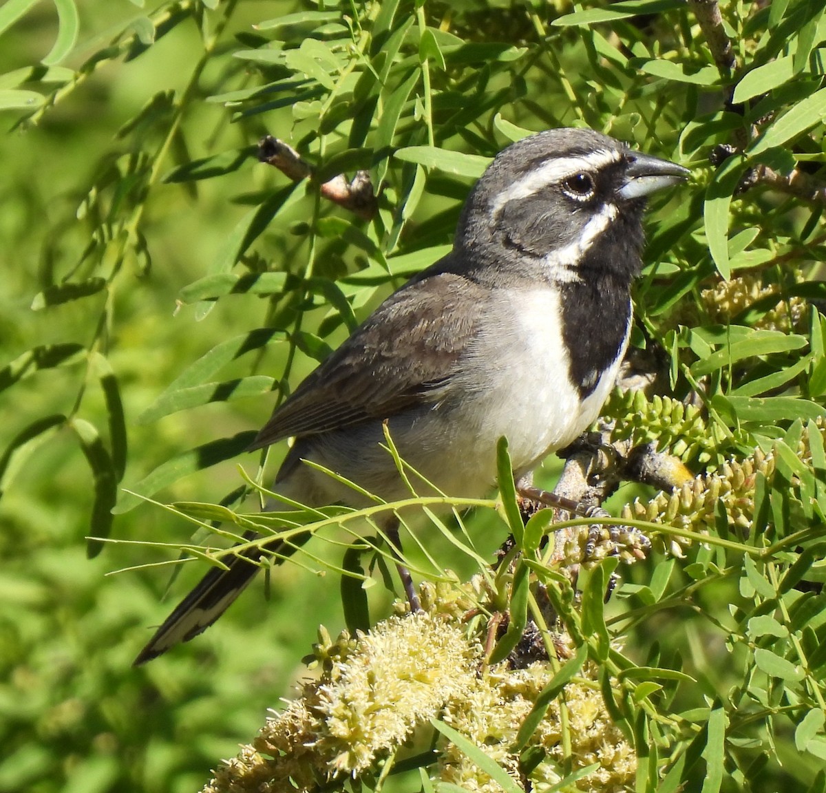 Black-throated Sparrow - ML618683440