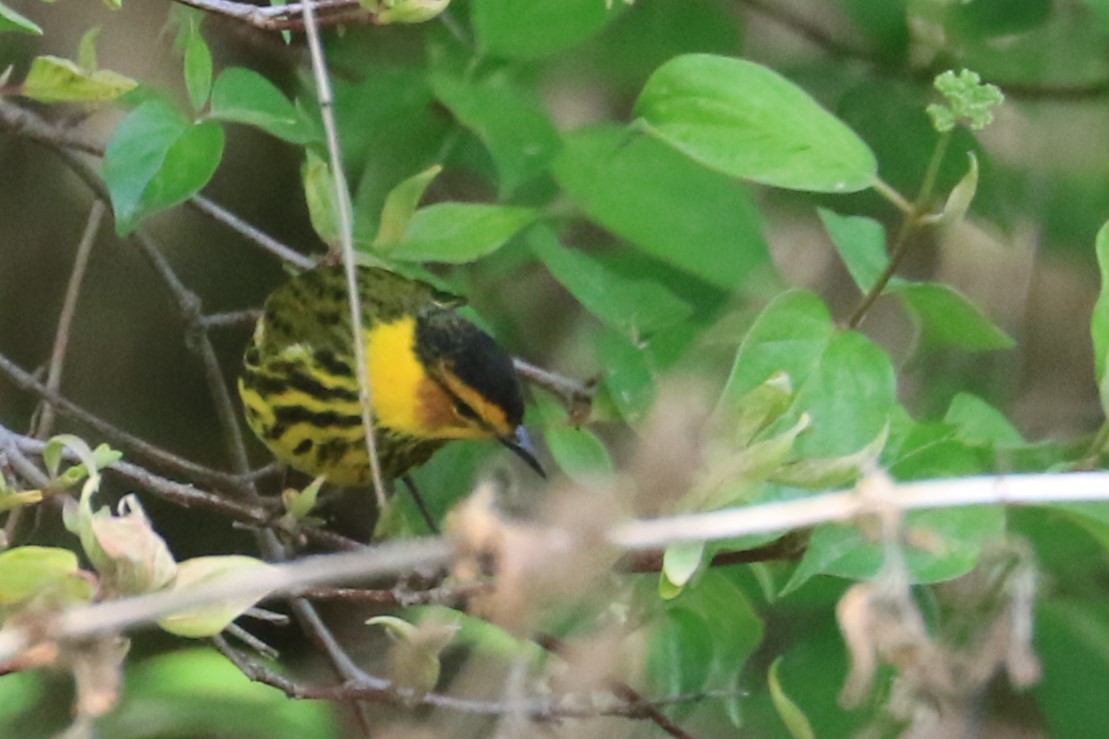Cape May Warbler - ML618683447