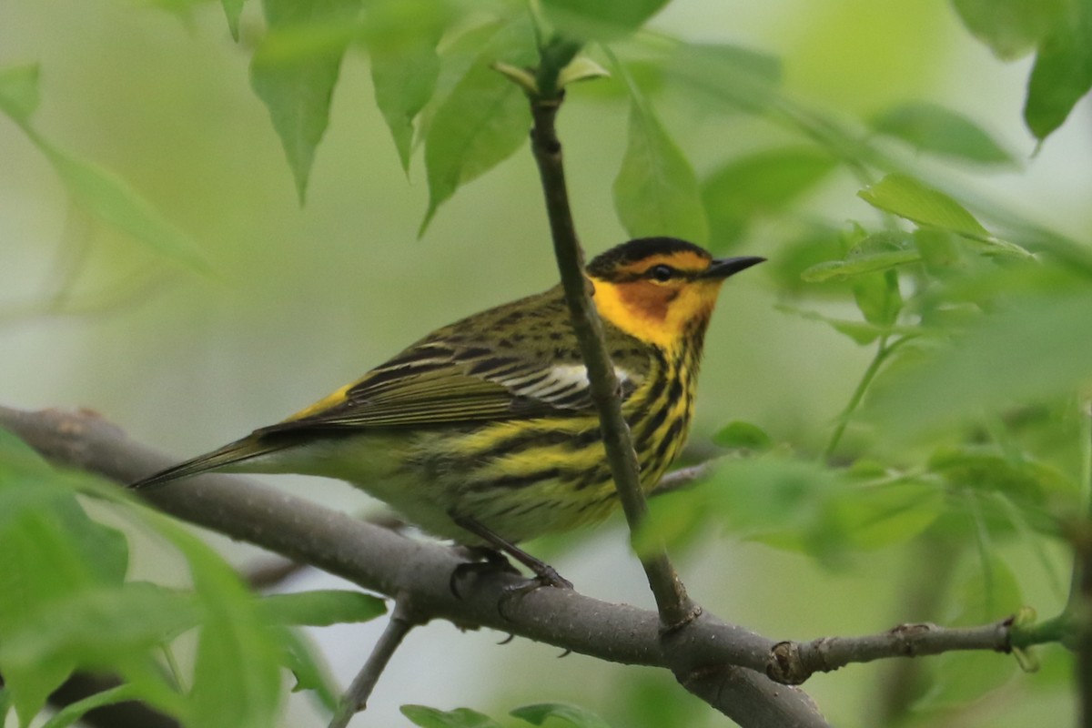 Cape May Warbler - ML618683448