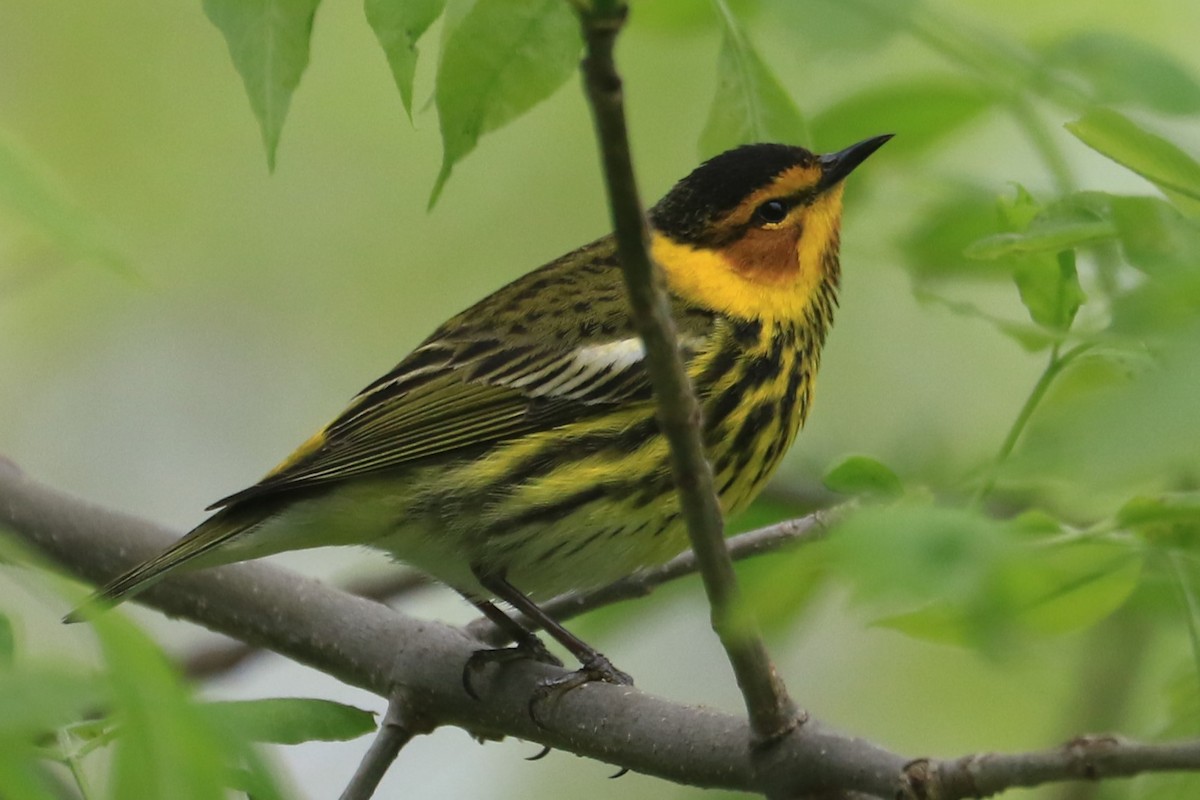 Cape May Warbler - ML618683449