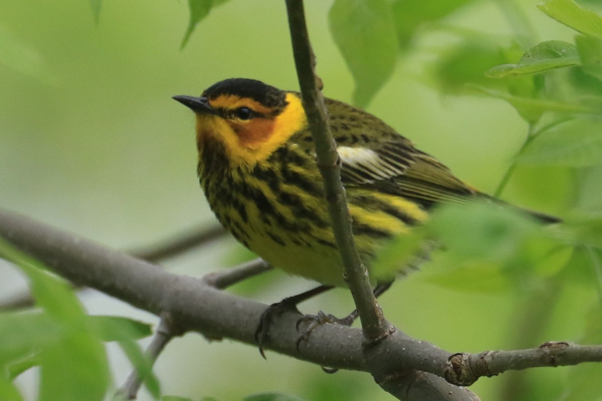 Cape May Warbler - ML618683450