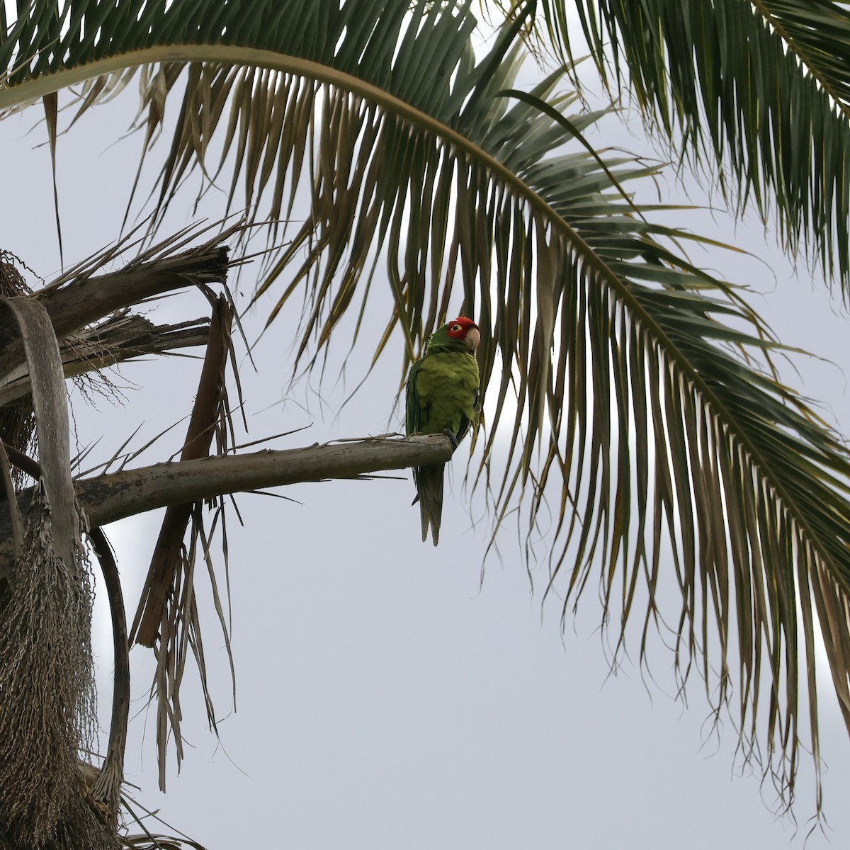 Guayaquil Papağanı - ML618683465