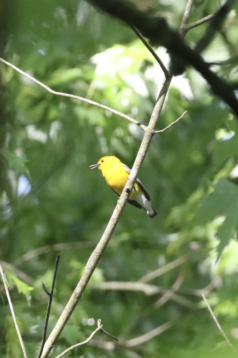 Prothonotary Warbler - ML618683490