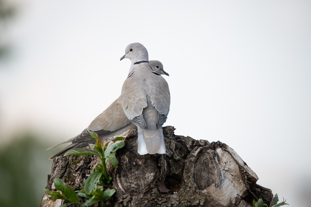 Eurasian Collared-Dove - ML618683509