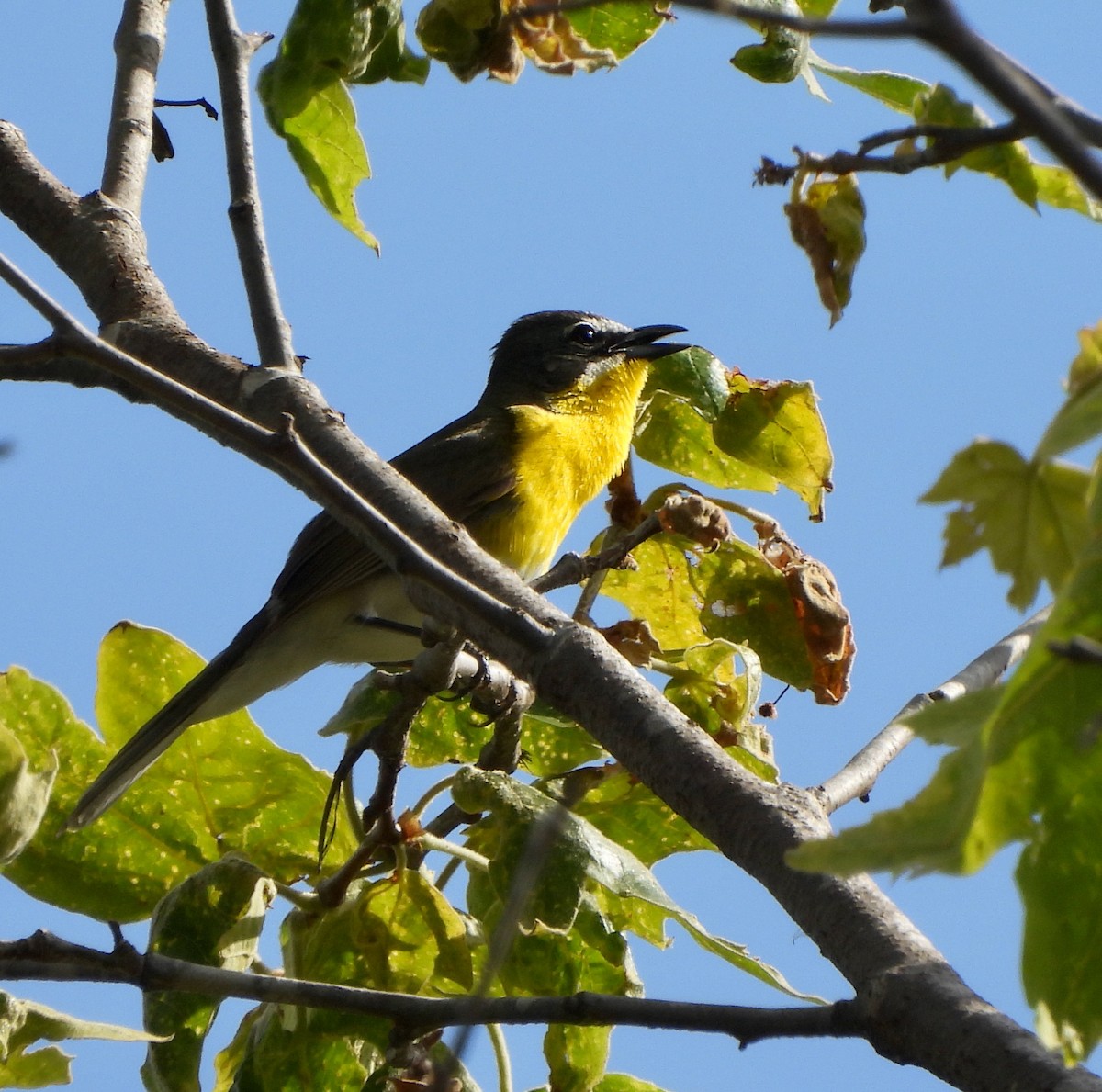 Yellow-breasted Chat - ML618683516