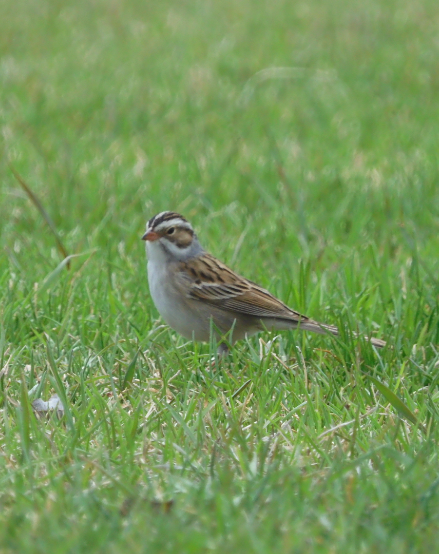 Clay-colored Sparrow - ML618683582