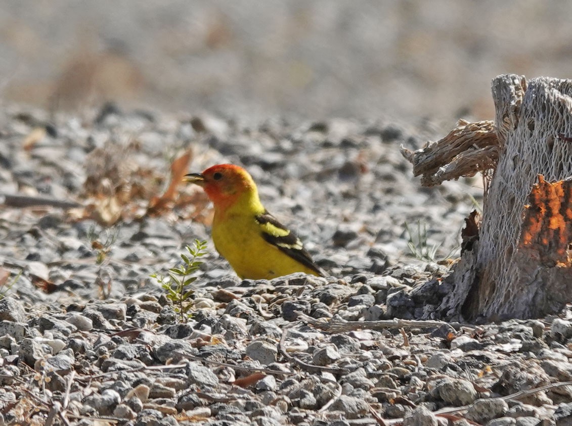 Western Tanager - ML618683685