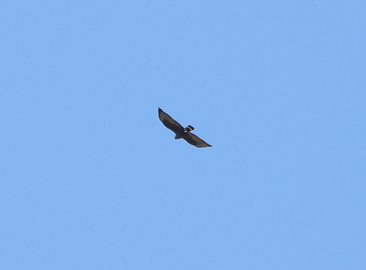 Zone-tailed Hawk - ML618683692