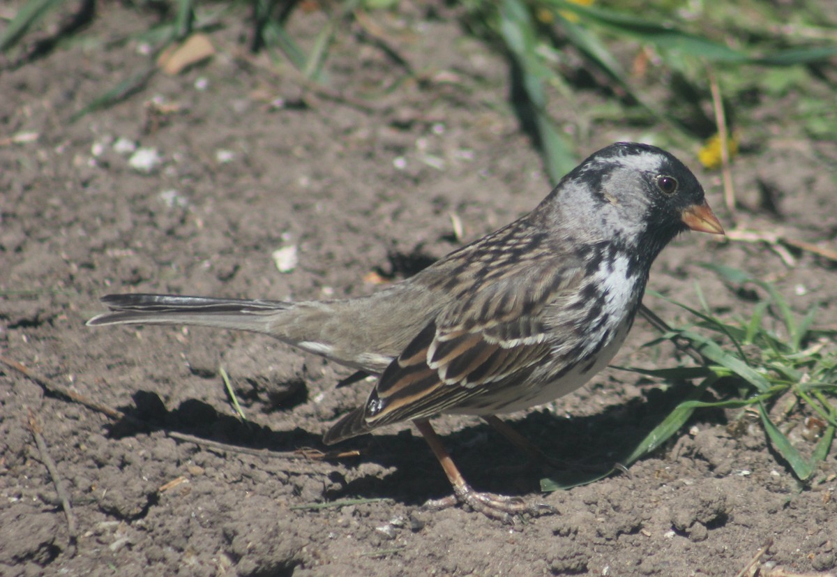 Harris's Sparrow - ML618683729
