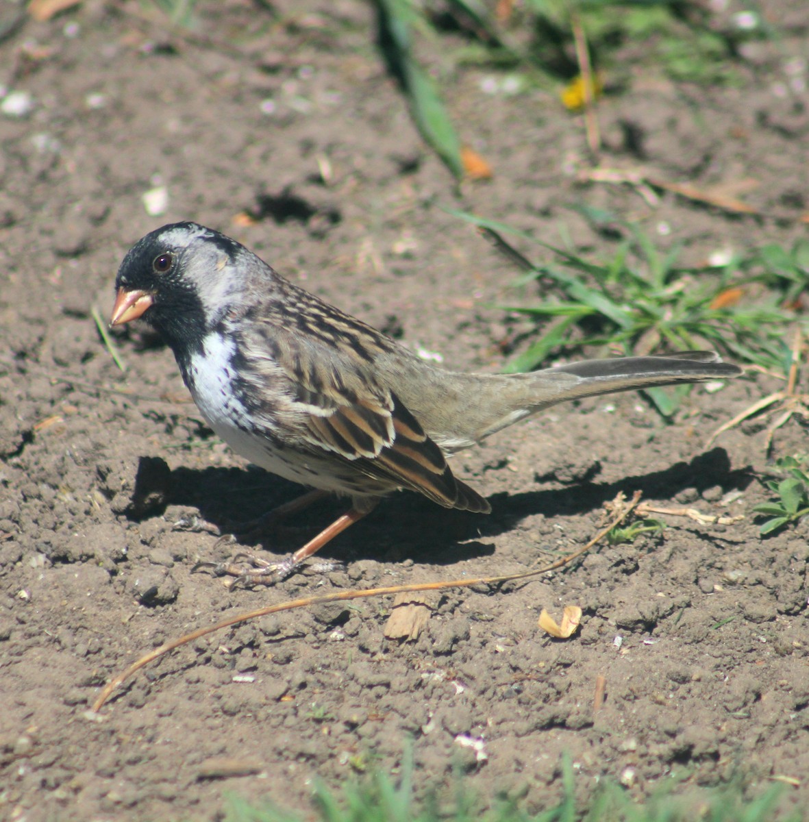 Harris's Sparrow - ML618683730