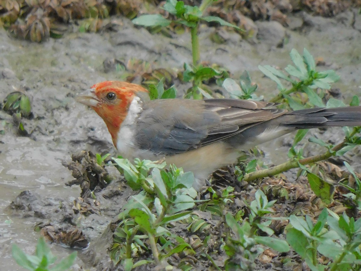 Red-crested Cardinal - ML618683733