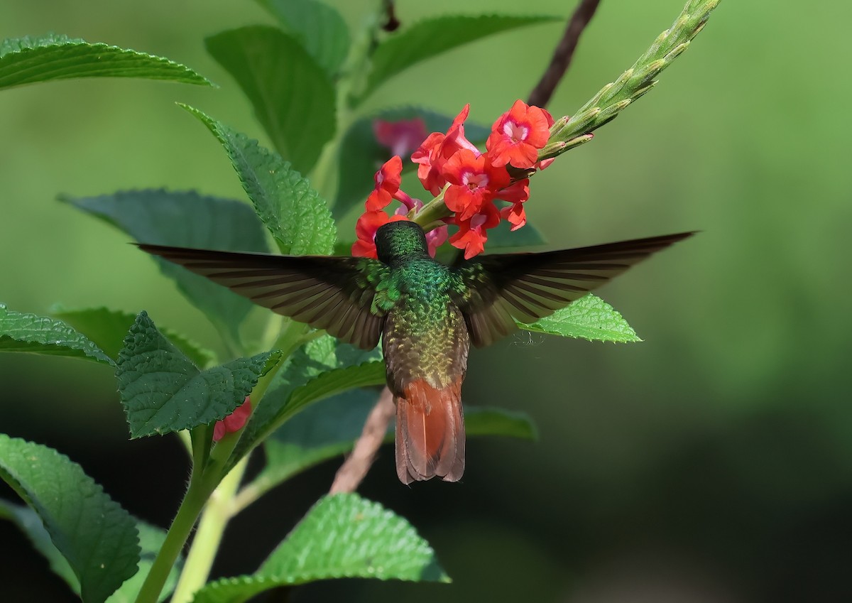 Rufous-tailed Hummingbird - Sally Veach