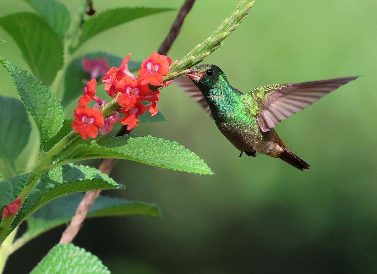 Rufous-tailed Hummingbird - ML618683744