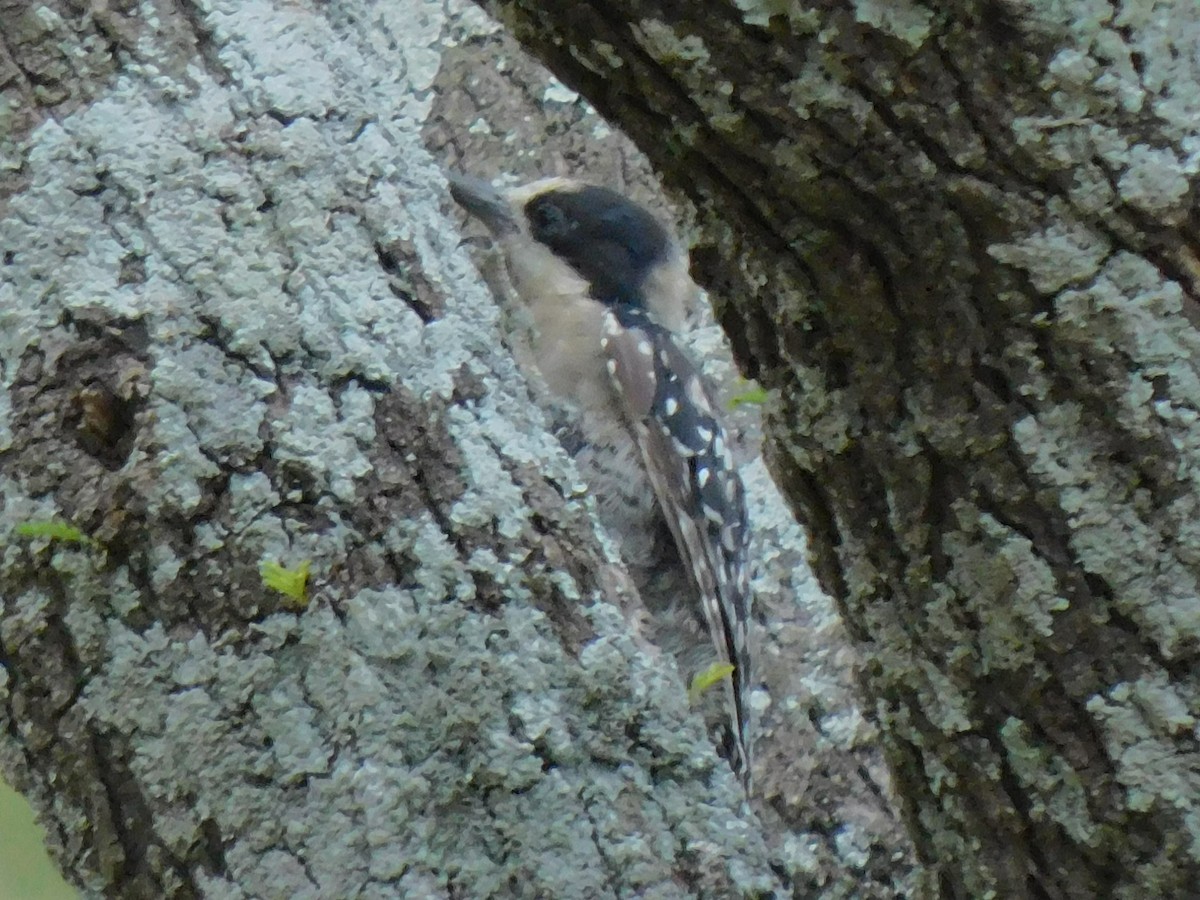 White-fronted Woodpecker - ML618683773