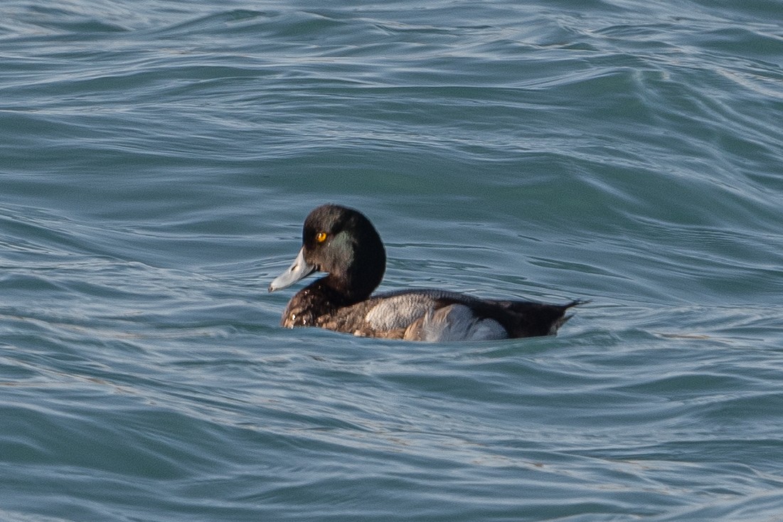Greater Scaup - ML618683797