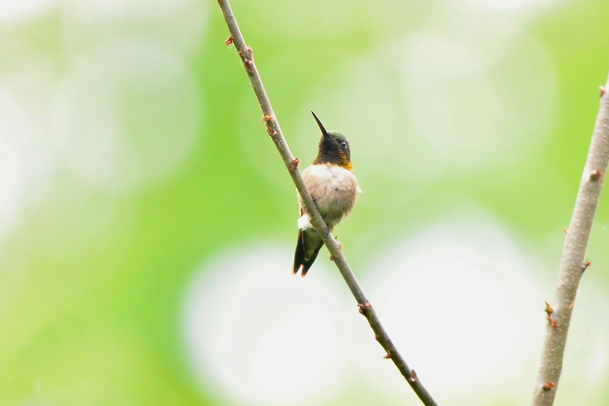 Ruby-throated Hummingbird - Seth Honig