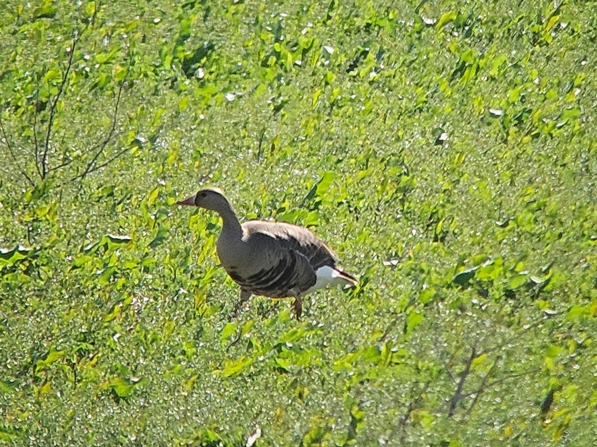 Greater White-fronted Goose - ML618683821
