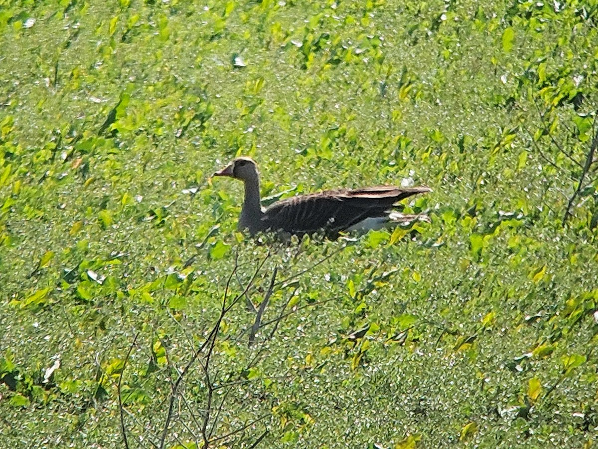 Greater White-fronted Goose - ML618683822