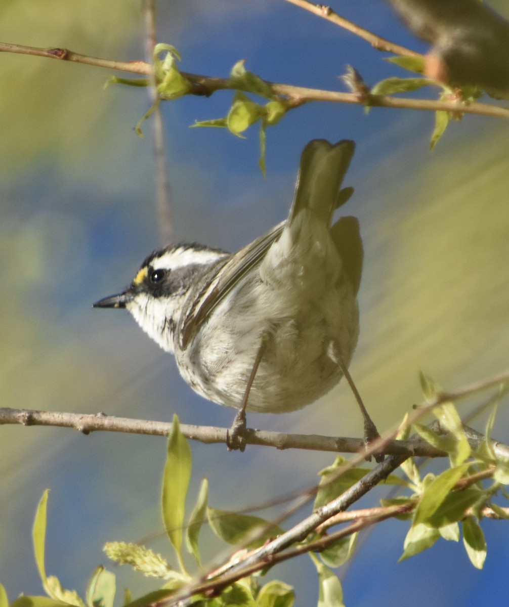 Black-throated Gray Warbler - Rob Cassady