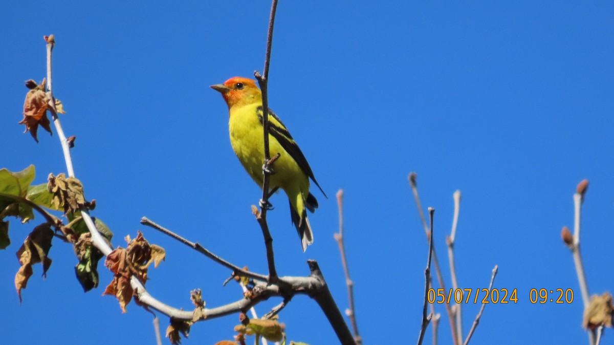 Western Tanager - ML618683870