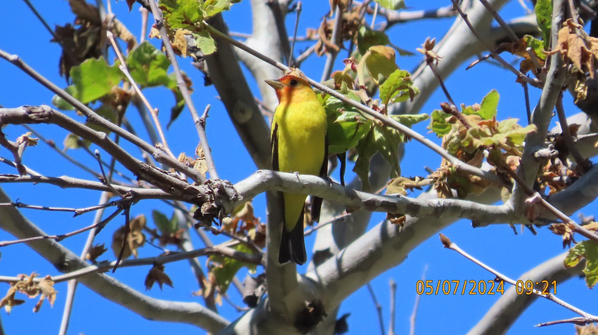 Western Tanager - ML618683871