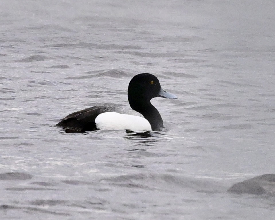 Greater Scaup - ML618683893