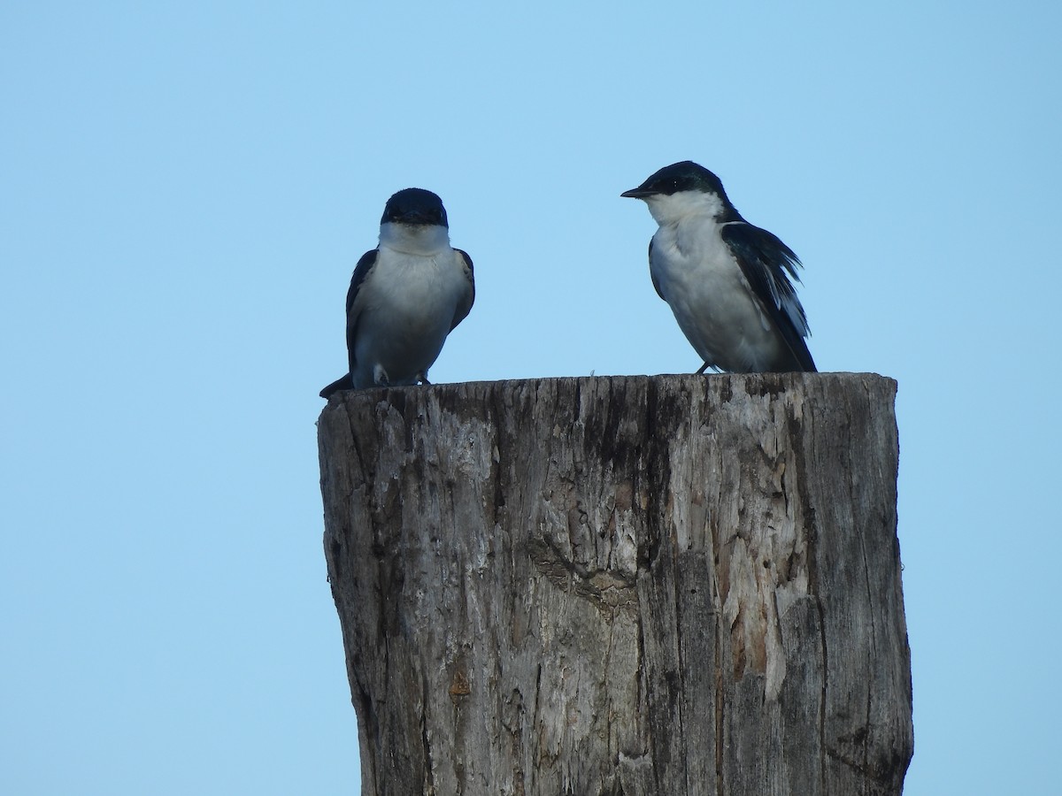 White-winged Swallow - ML618683895
