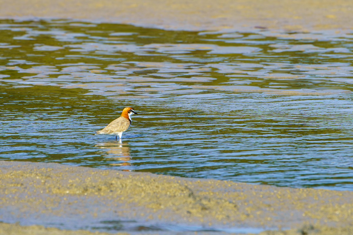 Red-capped Plover - ML618683917