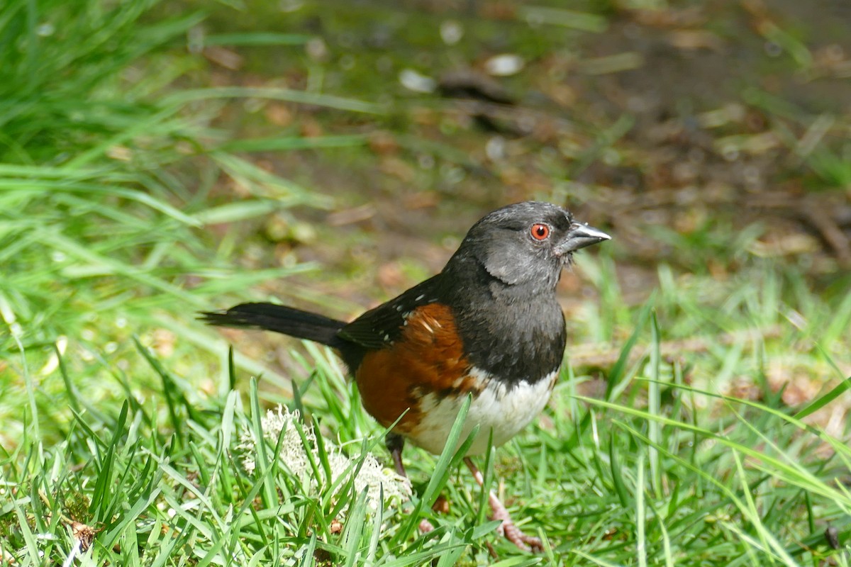 Spotted Towhee - ML618683951