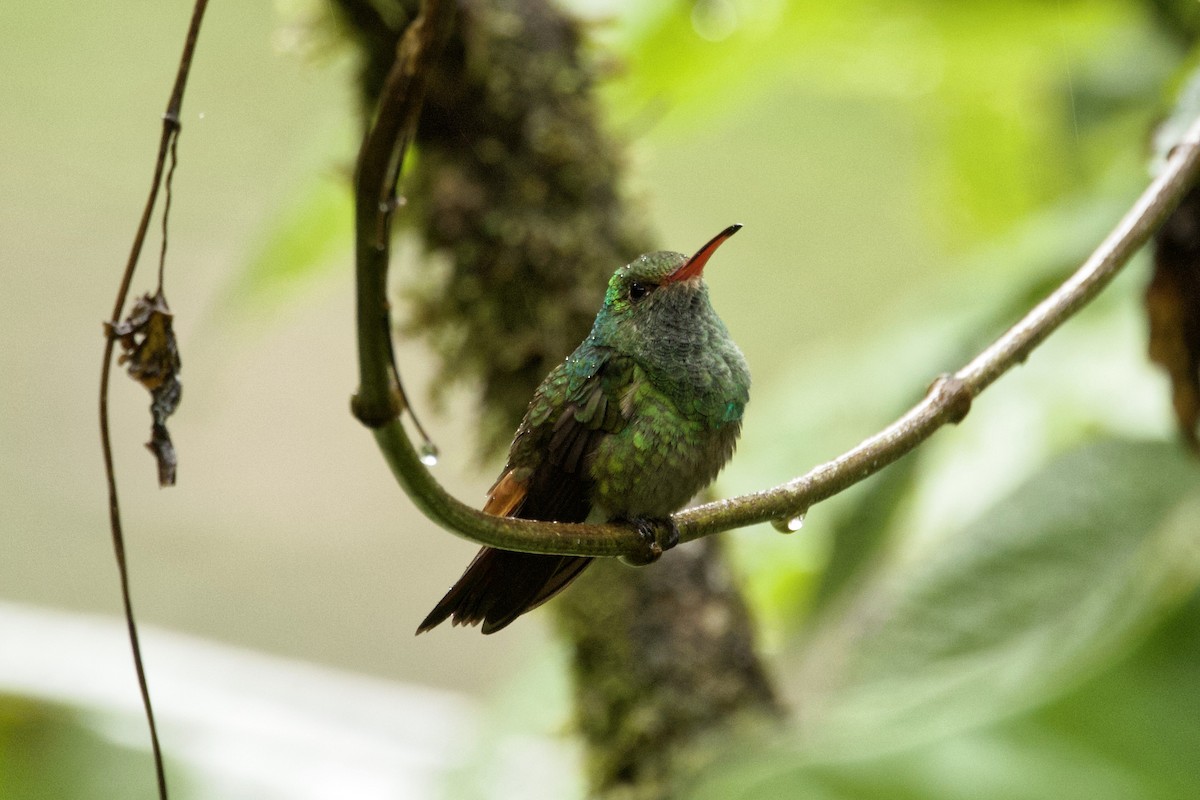 Rufous-tailed Hummingbird - ML618683976