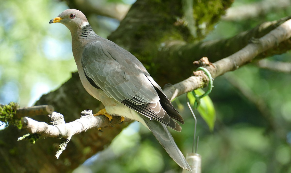 Band-tailed Pigeon - ML618683991