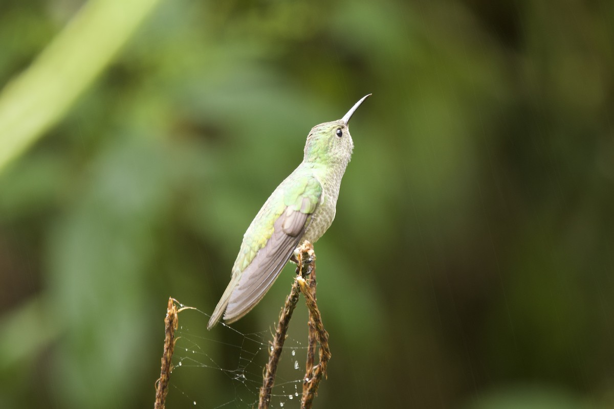 Scaly-breasted Hummingbird - ML618684026