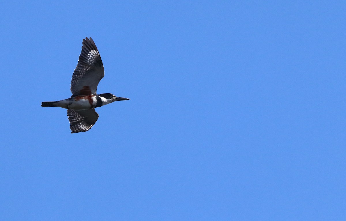 Belted Kingfisher - ML618684036