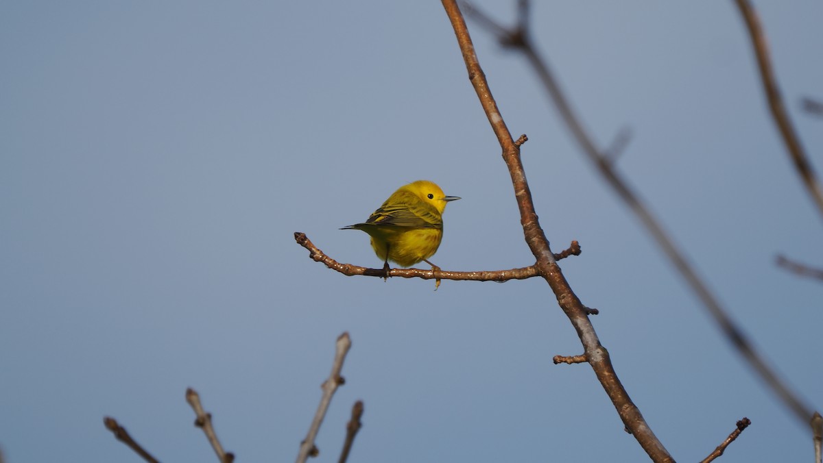 Yellow Warbler - Mike Grant