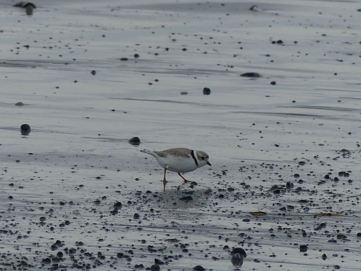 Piping Plover - ML618684050
