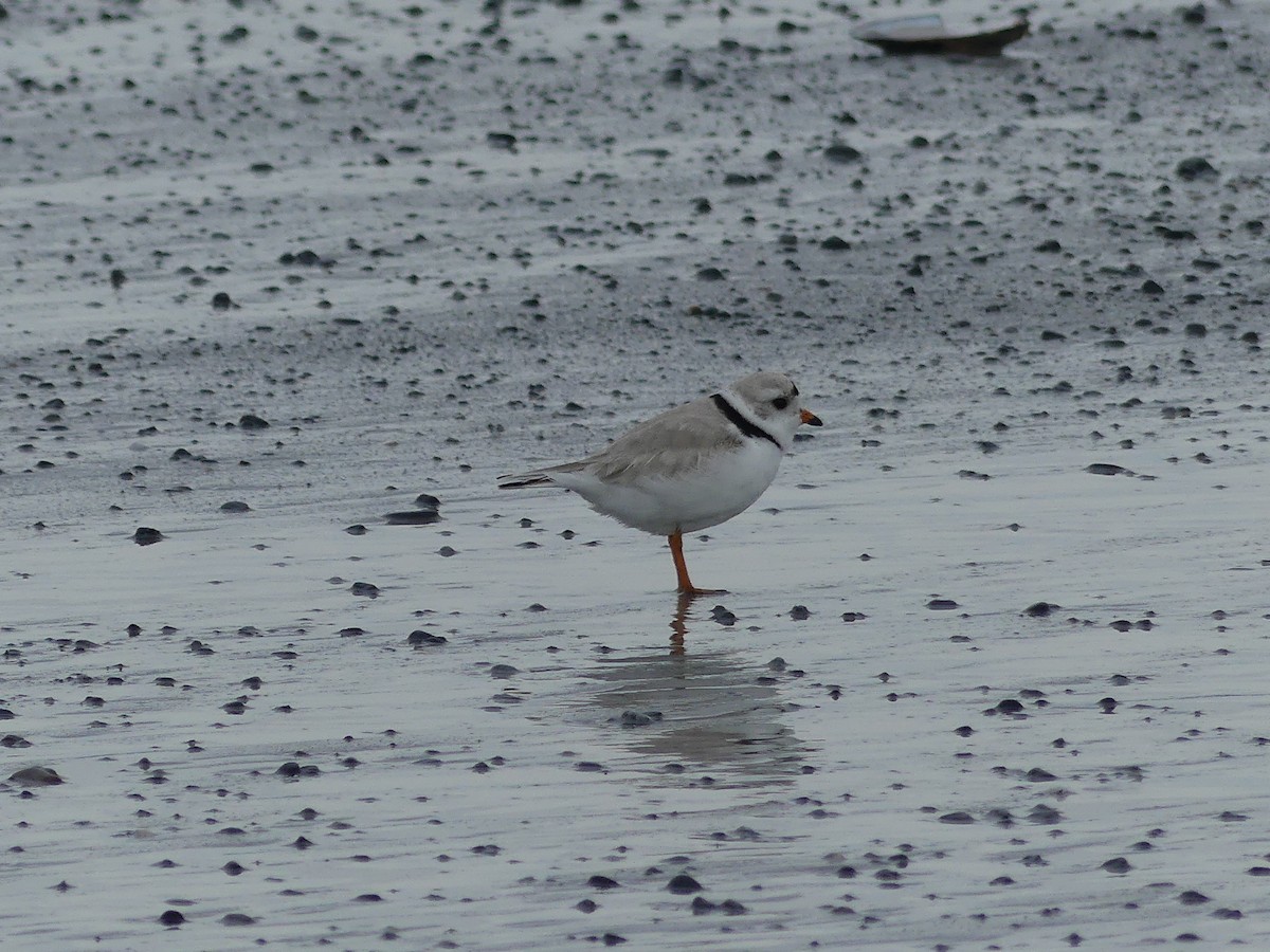 Piping Plover - ML618684051