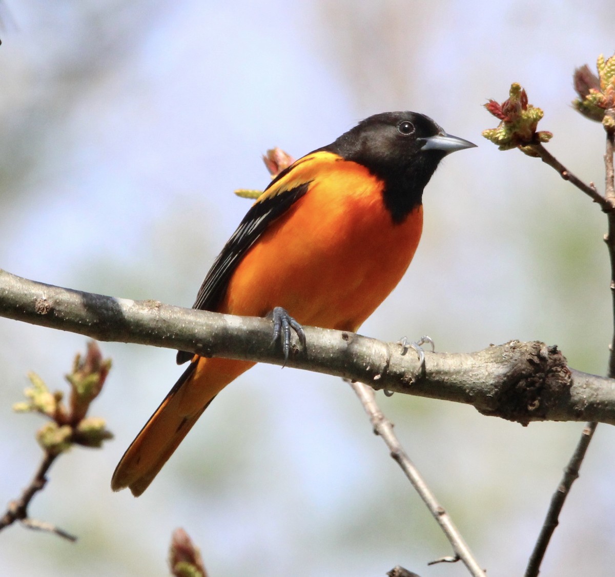 Baltimore Oriole - Candace Evans