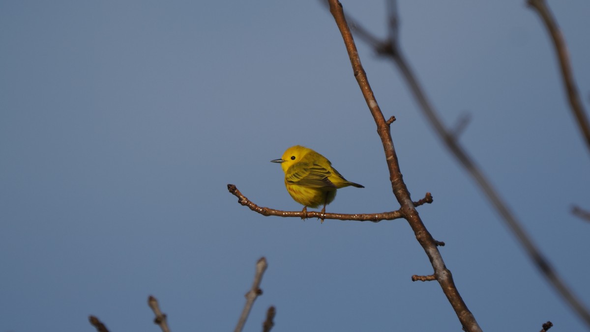 Yellow Warbler - Mike Grant